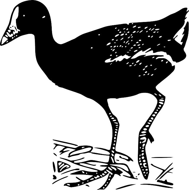 鸟 哈卡纳 走 - 免费矢量图形