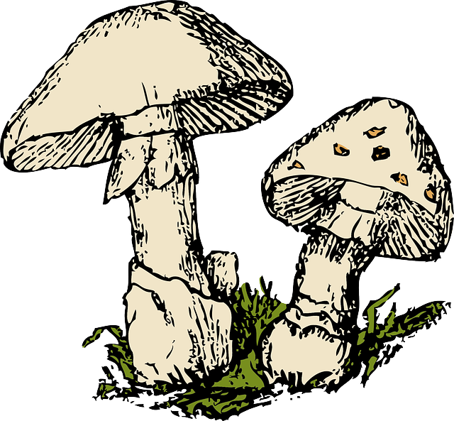 蘑菇 二 浅褐色的 - 免费矢量图形