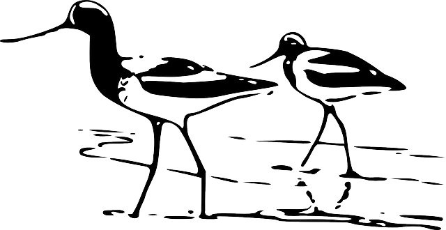 鹬 涉水鸟 水鸟 - 免费矢量图形