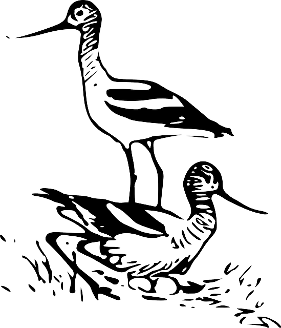 鹬 小涉水鸟 水鸟 - 免费矢量图形