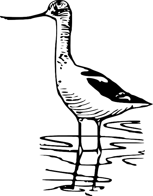 涉水鸟 鹬 鸟 - 免费矢量图形