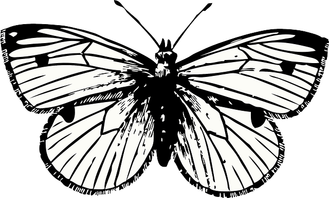 蝴蝶 昆虫 动物 - 免费矢量图形