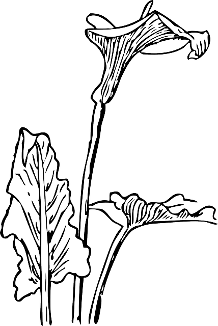 马蹄莲 百合 花 - 免费矢量图形