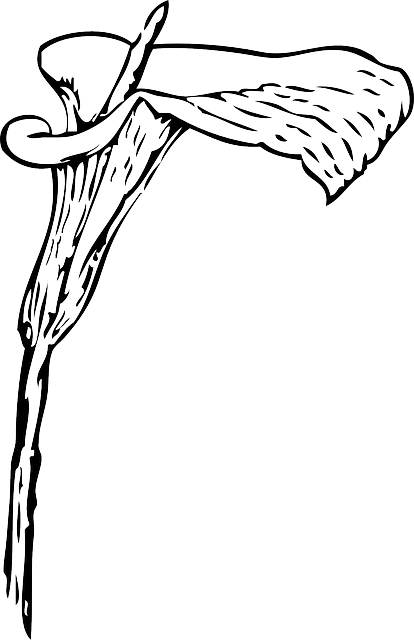 马蹄莲 百合 花 - 免费矢量图形