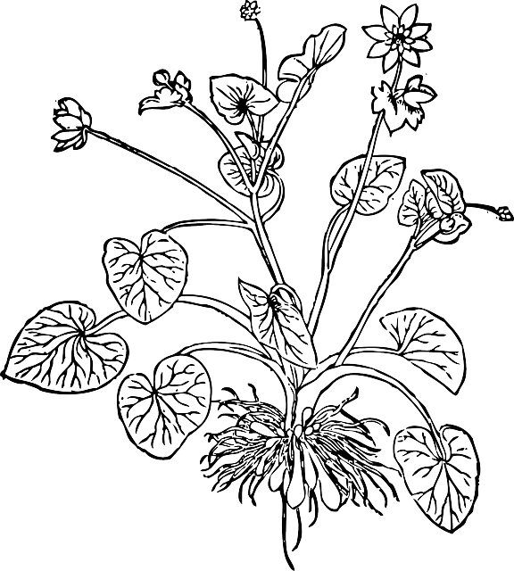 白屈菜 植物 花朵 - 免费矢量图形