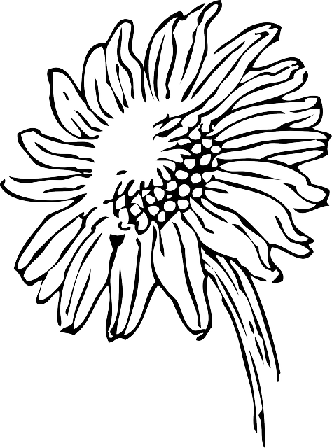 雏菊 向日葵 花瓣 - 免费矢量图形