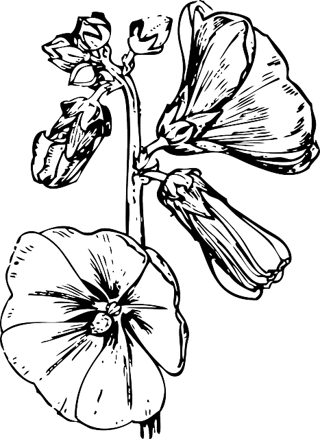 蜀葵 花 植物 - 免费矢量图形