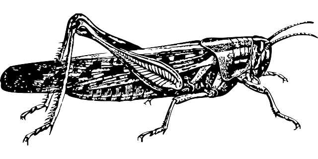 昆虫 蚱蜢 害虫 - 免费矢量图形