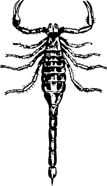 蝎 有毒 危险的 - 免费矢量图形