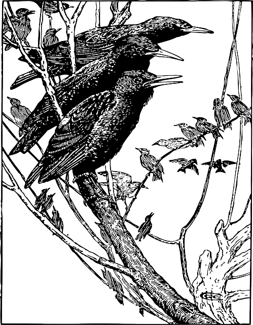 椋鸟 鸟 栖息 - 免费矢量图形