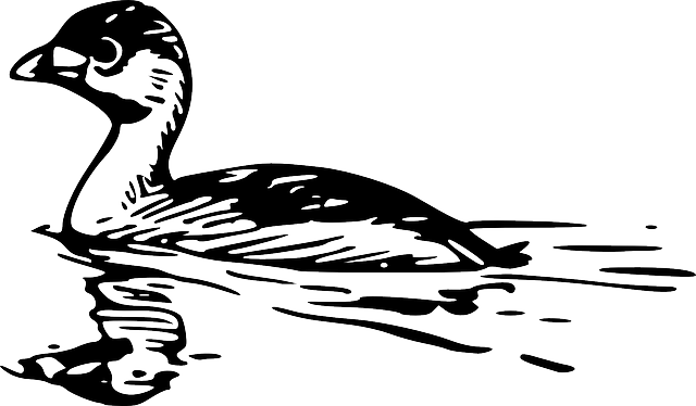 鸭 水 游泳 - 免费矢量图形