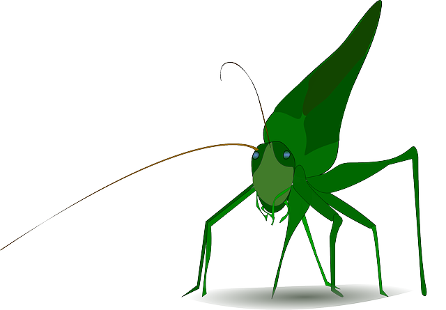 蚱蜢 昆虫 绿色 - 免费矢量图形