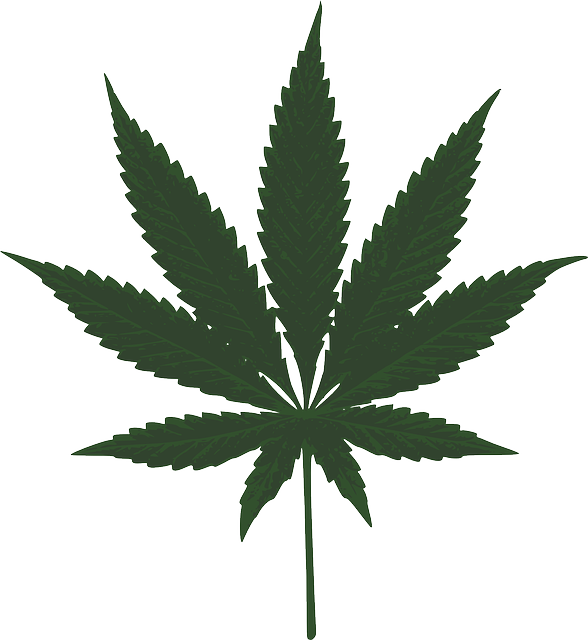 大麻 叶子 绿色 - 免费矢量图形