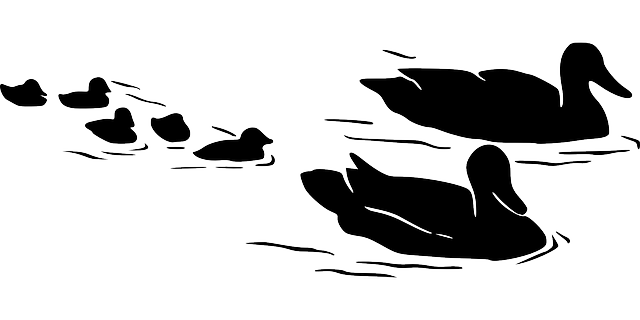 鸭子 鸟类 游泳 - 免费矢量图形