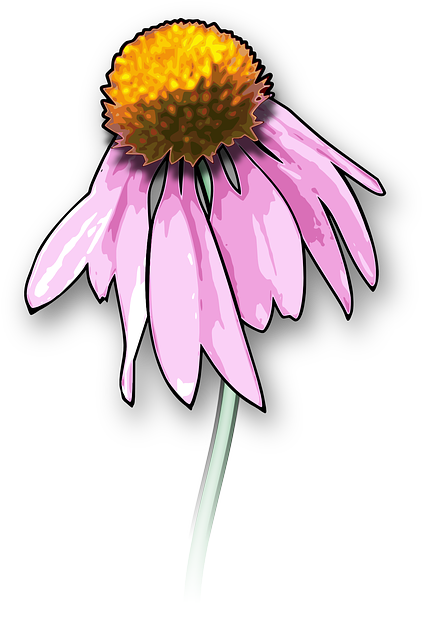 花 粉色的 花瓣 - 免费矢量图形