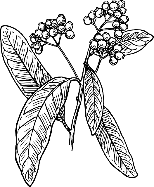 五香粉 香料 植物 - 免费矢量图形