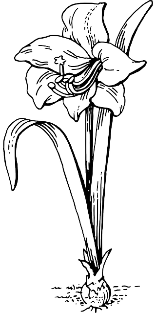 孤挺花 花 电灯泡 - 免费矢量图形