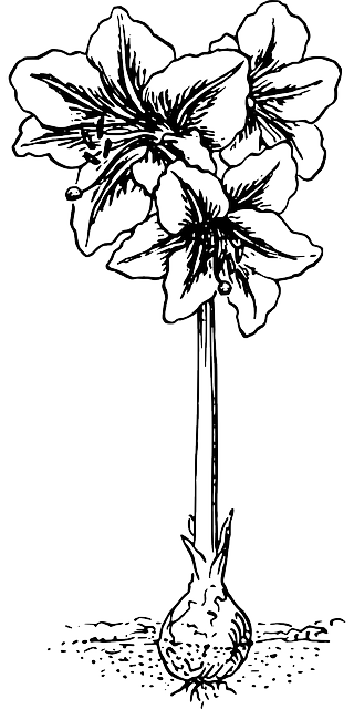 孤挺花 花 植物 - 免费矢量图形