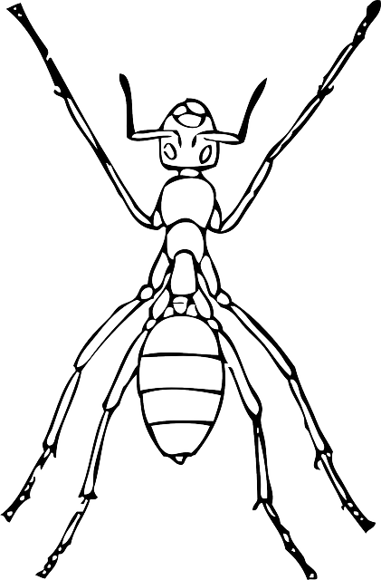 蚂蚁 昆虫 身体 - 免费矢量图形