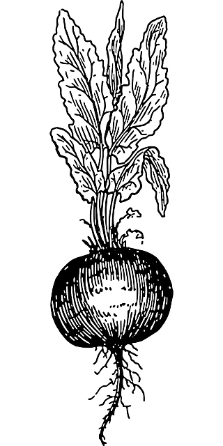 甜菜 红菜头 植物 - 免费矢量图形