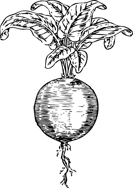 红菜头 蔬菜 甜菜 - 免费矢量图形
