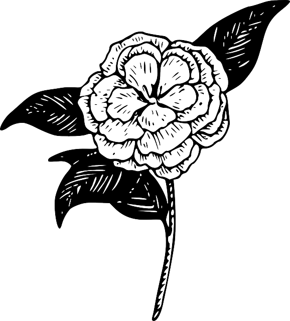茶花 花 植物 - 免费矢量图形