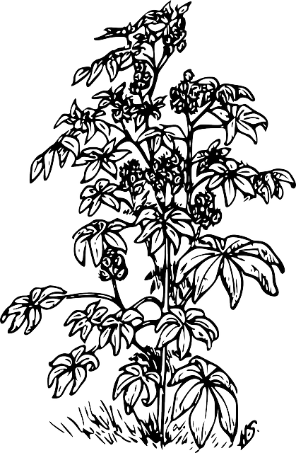 脚轮 油 植物 - 免费矢量图形