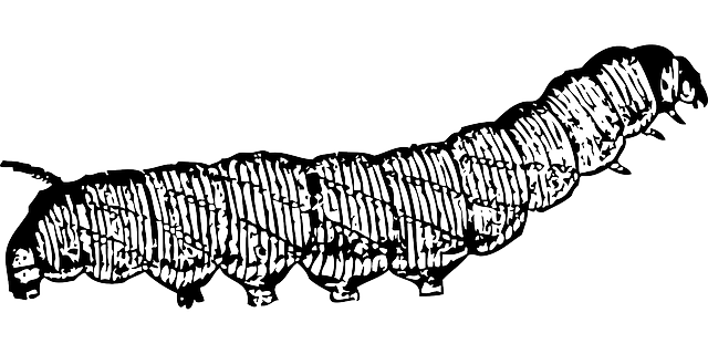 毛虫 昆虫 虫 - 免费矢量图形
