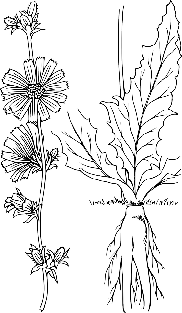 菊苣 蔬菜 植被 - 免费矢量图形