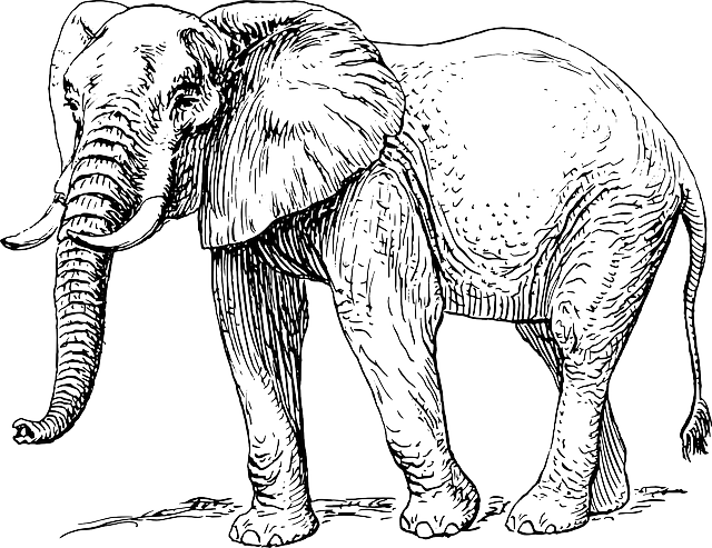 大象 哺乳动物 动物 - 免费矢量图形