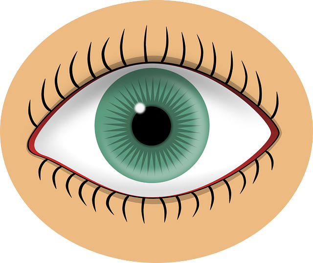 眼睛 绿色 瞳孔 - 免费矢量图形