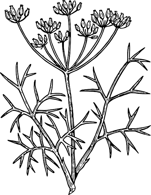茴香 植物 草药 - 免费矢量图形