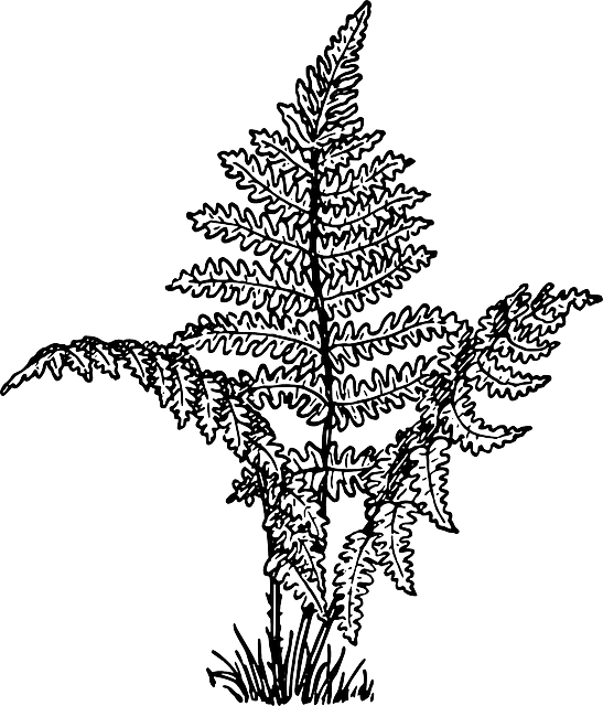 蕨类植物 血管 植物 - 免费矢量图形