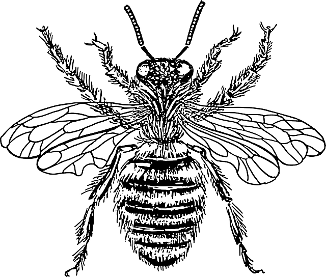 蜜蜂 黑和白 昆虫 - 免费矢量图形