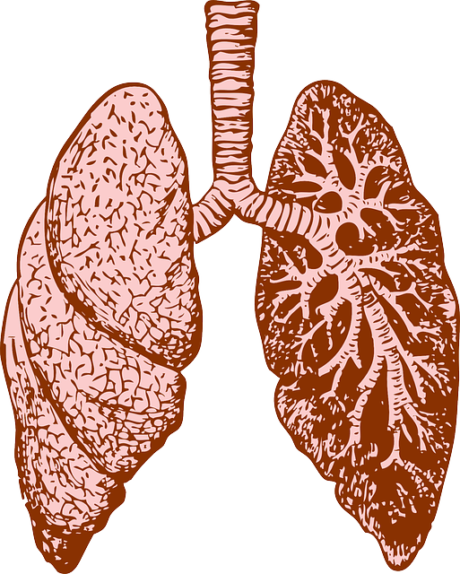 肺 器官 人类 - 免费矢量图形