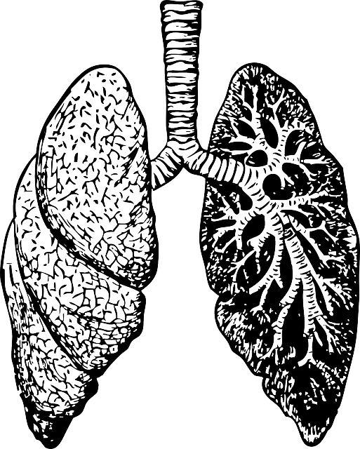 肺 器官 图表 - 免费矢量图形