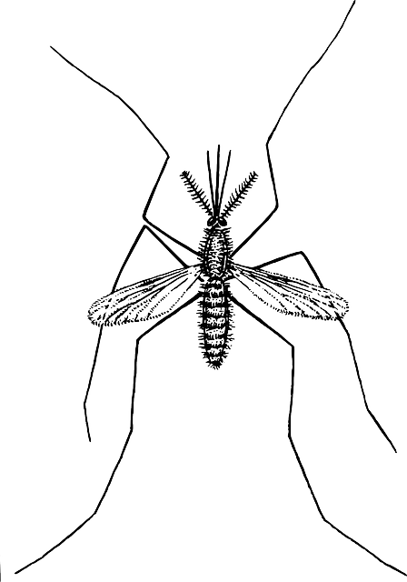 蚊子 昆虫 甲虫，昆虫 - 免费矢量图形