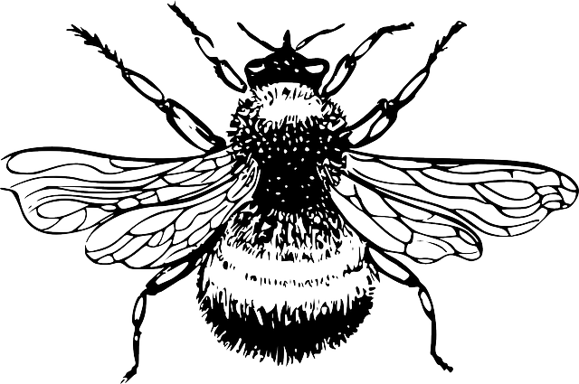 熊蜂 大黄蜂 蜜蜂 - 免费矢量图形