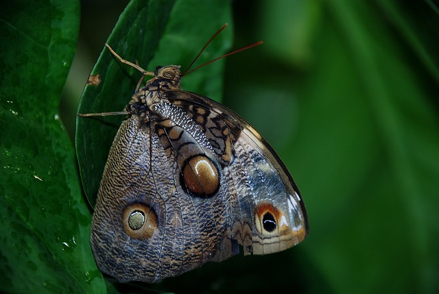 Caligo Atreus Dionysos 蓝色的 蝴蝶 - 上的免费照片