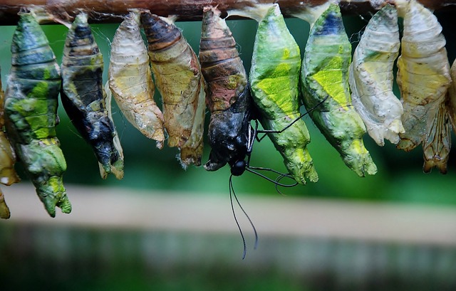 茧 蝴蝶蛹 甲虫，昆虫 - 上的免费照片