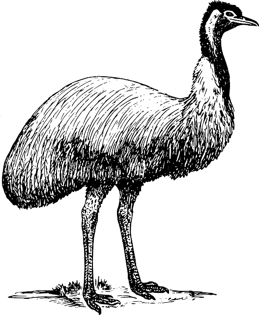 鸸 鸟 野生动物 - 免费矢量图形