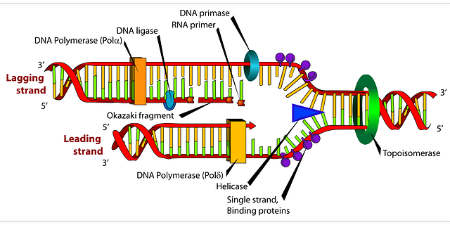 图表 脱氧核糖核酸 生物学 - 免费矢量图形