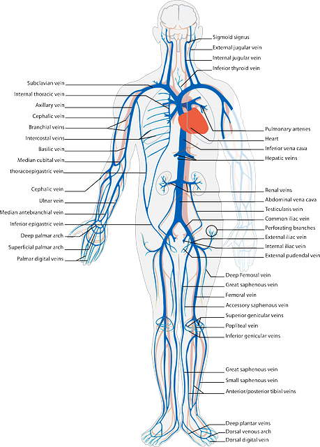人类 身体 循环的 - 免费矢量图形