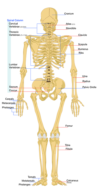 骨骼 人类 解剖学 - 免费矢量图形