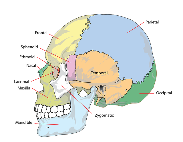颅骨 人类 头 - 免费矢量图形