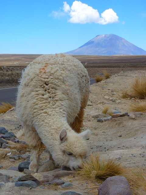 羊驼 小羊驼帕科斯 火山 - 上的免费照片