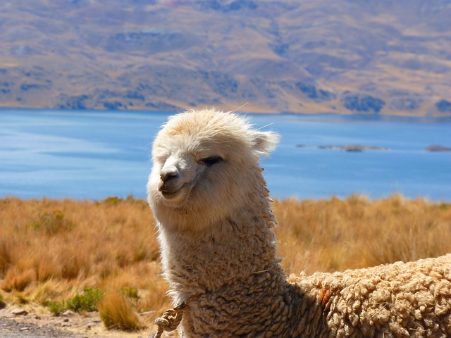 羊驼 小羊驼帕科斯 动物 - 上的免费照片