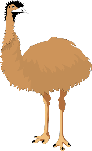 鸸 不会飞 鸟 - 免费矢量图形