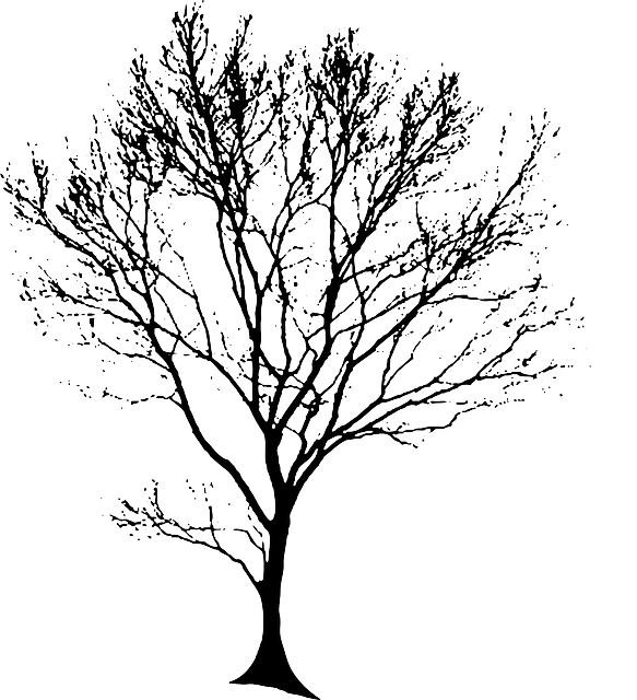 树 轮廓 黑色的 - 免费矢量图形