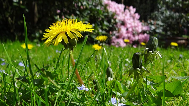 草地 蒲公英 花园 - 上的免费照片